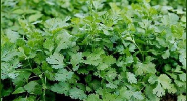 Popis nejlepších odrůd koriandru (koriandr), užitečné vlastnosti a pěstování