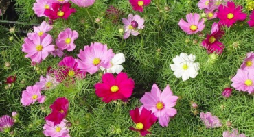 Popis nejlepších odrůd kosmu, výsadby a péče na otevřeném poli