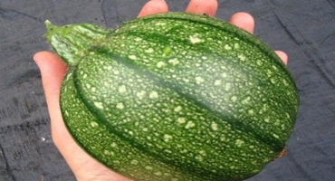 Popis nejlepších odrůd kulatých cuket, vlastnosti pěstování a péče