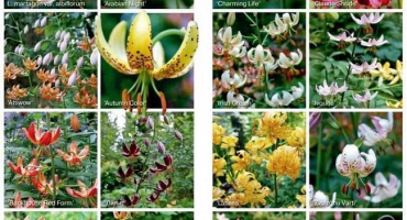 Popis nejlepších odrůd lilie marchagon, výsadba a péče, metody šlechtění