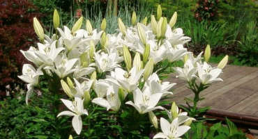 Popis nejlepších odrůd lilií, výsadba a péče na otevřeném poli a co krmit