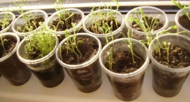 Popis nejlepších odrůd trvalky matthiola, rostoucí ze semen