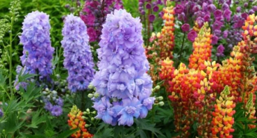 Popis nejlepších odrůd novozélandského delphinia a jeho pěstování