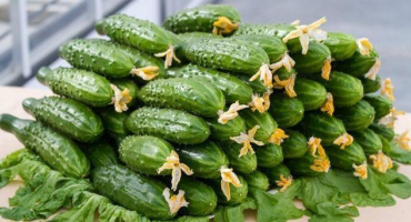 Popis nejlepších odrůd okurek a hodnocení nejproduktivnějších pro rok 2022