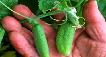 Popis nejlepších odrůd okurek okurek pro otevřenou půdu