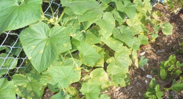 Popis nejlepších okurek odolných vůči plísni