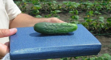 Popis nejlepších odrůd pozdních a středních okurek pro otevřenou půdu