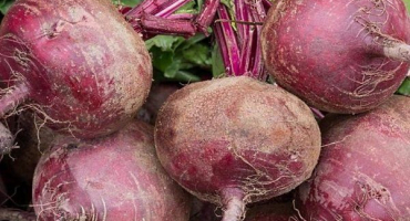 Popis nejlepších odrůd řepy