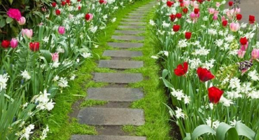 Popis nejlepších druhů trvalých hraničních květin, pravidla designu