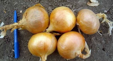 Popis chalcedonové cibule, její vlastnosti a pěstování ze semen