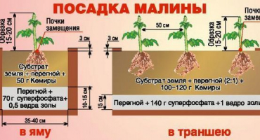 Popis remontantní odrůdy maliny kalashnik, pravidla výsadby a péče