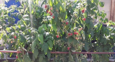 Popis remontantní odrůdy maliny monomakh klobouk, výsadba a jak se starat