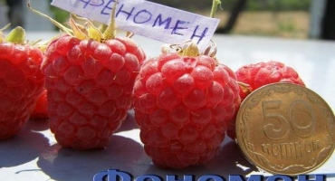 Popis fenoménu malinových odrůd, řez a výnos z jednoho keře