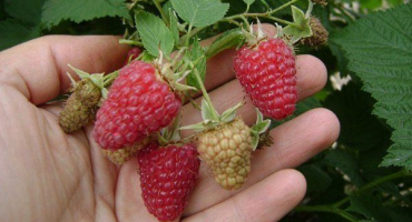 Popis odrůdy husarského maliníku a tajemství jejího pěstování