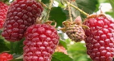 Popis odrůd malin červený stráž, výhody a nevýhody, péče