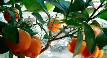 Popis unshiu mandarinky a pěstování doma