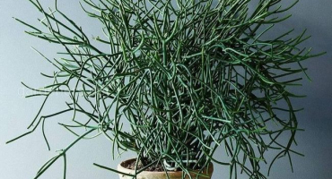 Popis milkweed tirucalli, výsadba a péče doma, reprodukce