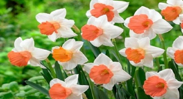 Popis odrůd narcisů růžové kouzlo, data výsadby a pravidla péče