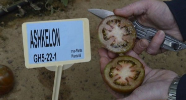 Popis nového hybridního kultivaru rajčat ashkelon f1