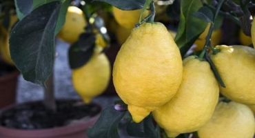 Popis novozélandského druhu citronu, pěstování a péče doma