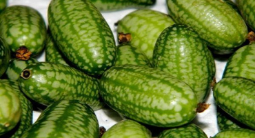 Popis odrůdy africké okurky melotria, její znaky, vlastnosti a pravidla pěstování