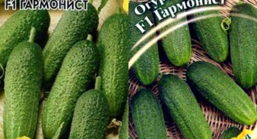 Popis harmonické odrůdy okurky a její pěstování