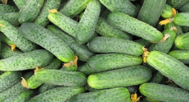 Popis ajaxových okurek, charakteristika odrůdy a pěstování