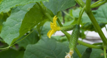 Popis okurek berendey f1