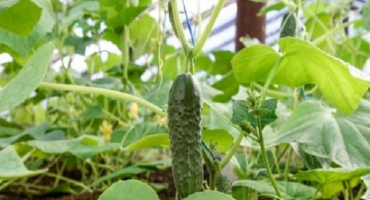 Popis okurek odrůdy babiččiny vnučky, jejich pěstování