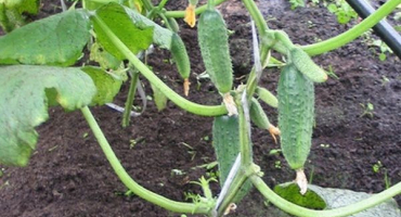 Popis okurek odrůdy bogatyrskaya síly, jejich vlastnosti a kultivace