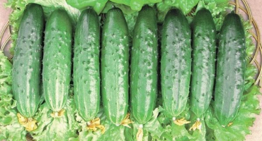 Popis štafetových okurek, jejich pěstování a výnos