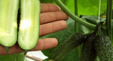 Popis partenokarpických okurek. Jak je správně pěstovat?