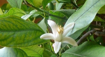 Popis pavlovského citronu, výsadba a péče doma