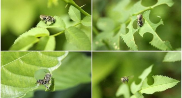 Popis listořezných včel a jaké škody způsobují, jak s nimi zacházet