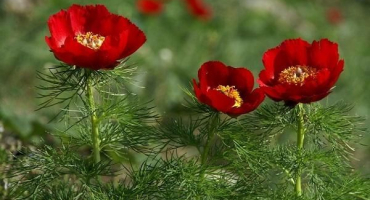 Popis tenkolisté pivoňky, výsadba a péče na otevřeném poli