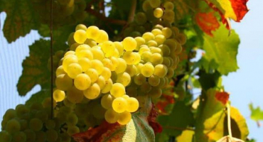 Popis hroznů solaris a jejich charakteristik, výhod a nevýhod