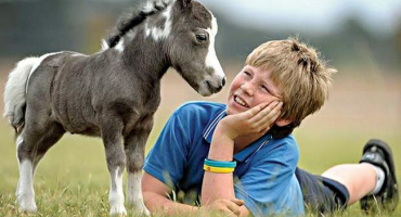 Popis plemen minikoní a pravidel péče o nejmenší jedince na světě