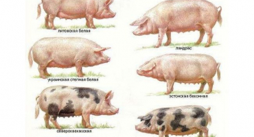 Popis plemen prasat a výběrová kritéria pro domácí chov