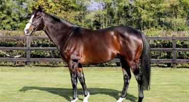 Popis plemene čistokrevných jezdeckých koní a rysů chovných koní