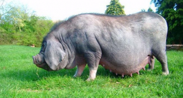 Popis plemene čínských prasat meishan, podmínky zadržení a chov