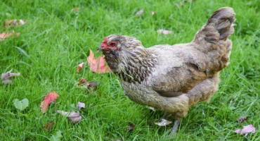 Popis plemene kuřat ameraucana