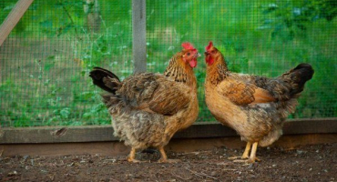 Popis plemene kuřat kuchin jubilee