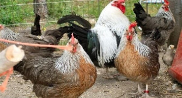 Popis trikolorního kuřecího plemene, životních podmínek a stravy