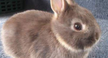 Popis plemene holandského zakrslého králíka, pravidla údržby