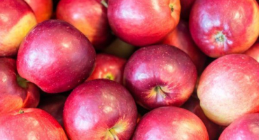 Popis, výsadba a péče o jabloň modi