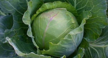 Popis, výsadba a péče o slávu odrůdy zelí na volném poli