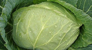 Popis pozdních odrůd zelí cukrová, kolobok, atria, valentina a další