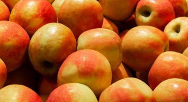 Popis, pravidla pro výsadbu, péči a reprodukci jabloně stříbrného kopyta