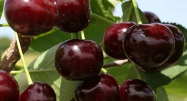 Popis výhod a nevýhod odrůdy třešně kharitonovskaya a charakteristik výnosu