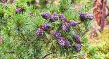 Popis příčin a příznaků chorob cedru, jak se vypořádat se škůdci